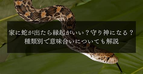 風水 蛇|【家に蛇が出たら】縁起は良い？呼び込まれる幸運4。